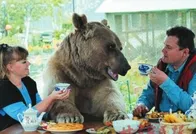 熊为什么代表俄国？