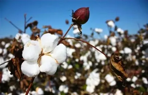 棉花，其实不是花